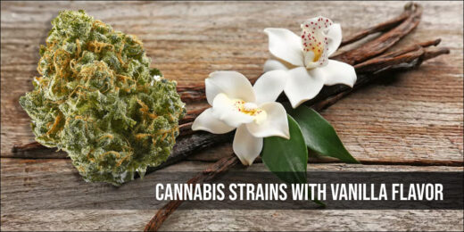Cannabis Strains With Vanilla Flavor