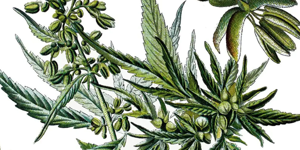 The Origins of Weed Cannabis use in ancient Egypt for medicinal purposes