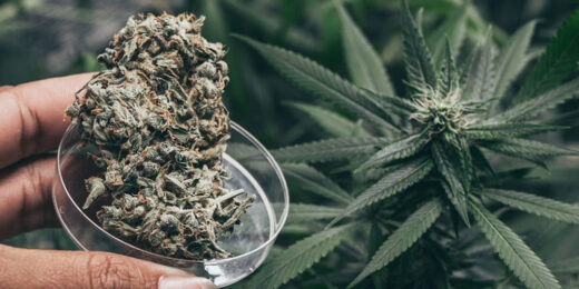 Indoor vs Outdoor Grown Cannabis Which Is Better