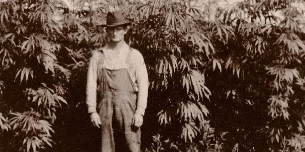 The Origins of Weed Modern cannabis cultivation and products in the 21st century
