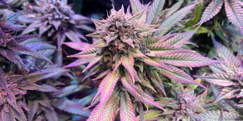 Pink Lemonade Strain Pink Lemonade Strain flower with fresh lemon slices