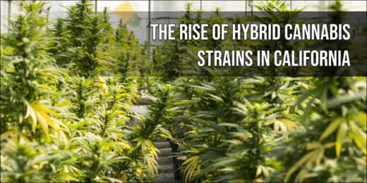 The Rise of Hybrid Cannabis Strains in California