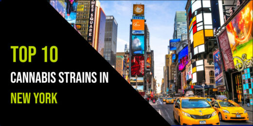 cannabis strains in New York