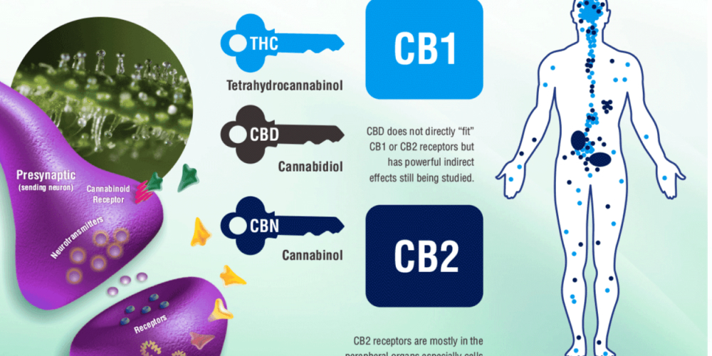 Cannabinoids and the cardiovascular system Electrocardiogram display with cannabis leaves in the background