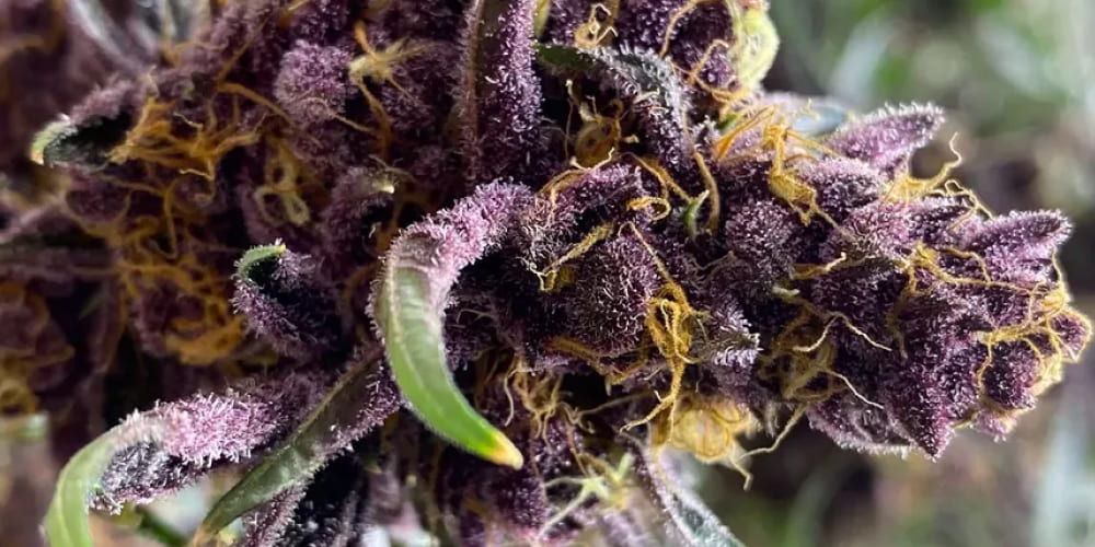 Grape Soda Weed Strain 2025 Grape Soda Weed Strain