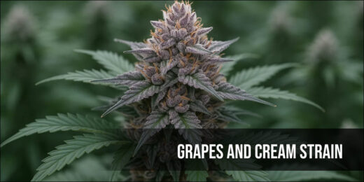 Grapes and Cream strain