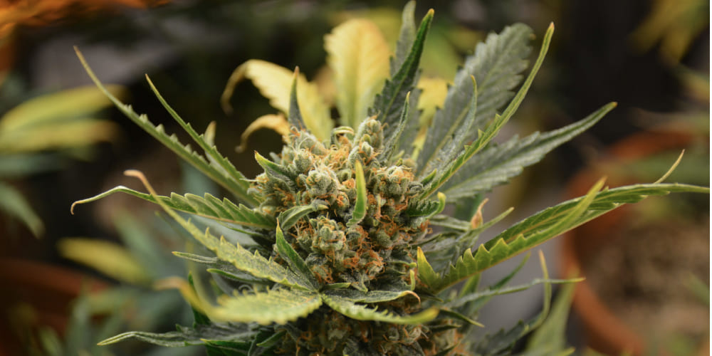 What Strain is Hash Burger? Hash Burger strain cannabis plant flowering with vibrant green and orange pistils