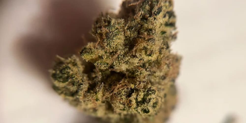 What Strain is Hash Burger? Glass jar filled with cured Hash Burger cannabis buds, showcasing color and texture