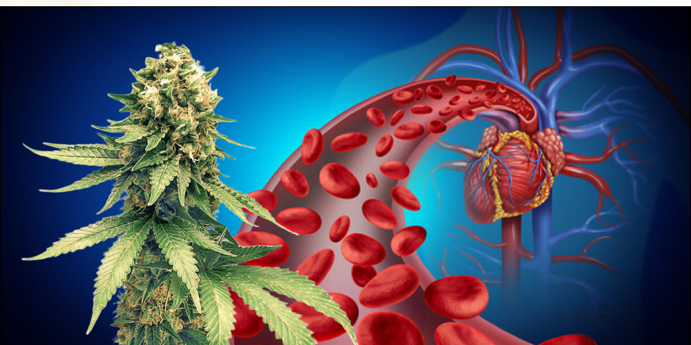 Cannabinoids and the cardiovascular system A vibrant heart model surrounded by lush green cannabis leaves