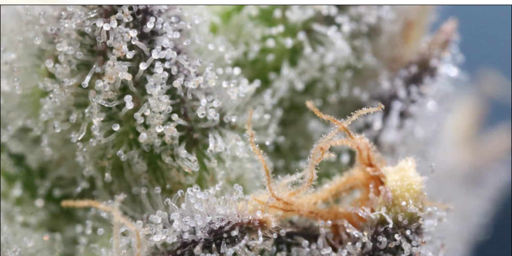 Mimosa Weed Strain Mimosa cannabis buds stored in a clear glass jar for freshness