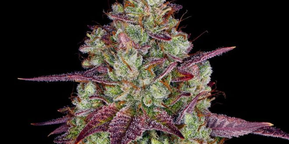 Mimosa Weed Strain Mimosa Weed Strain