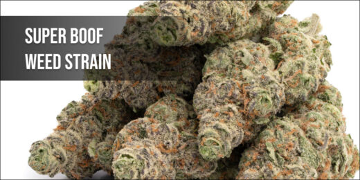 Super Boof Weed Strain