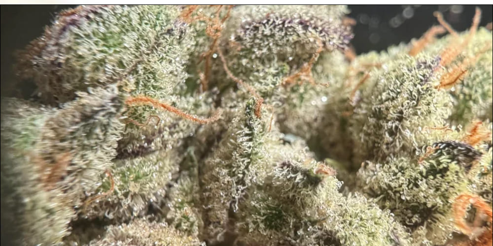 Super Boof Weed Strain Super Boof Weed Strain