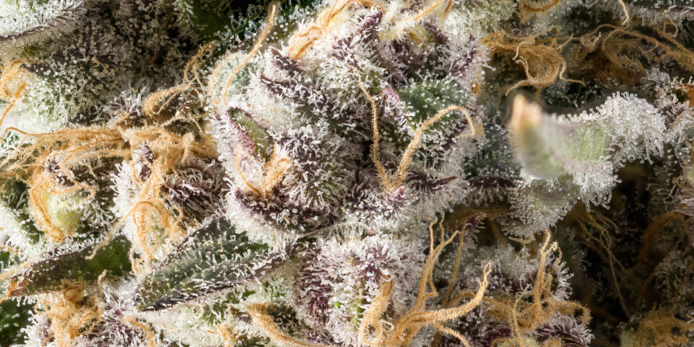 Super Boof Weed Strain Detailed close-up of Super Boof Weed Strain buds highlighting terpene glands