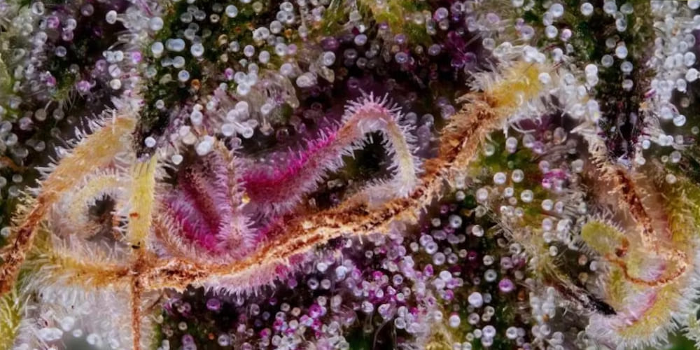Super Boof Weed Strain Macro shot of sparkling trichomes on Super Boof Weed Strain cannabis flower