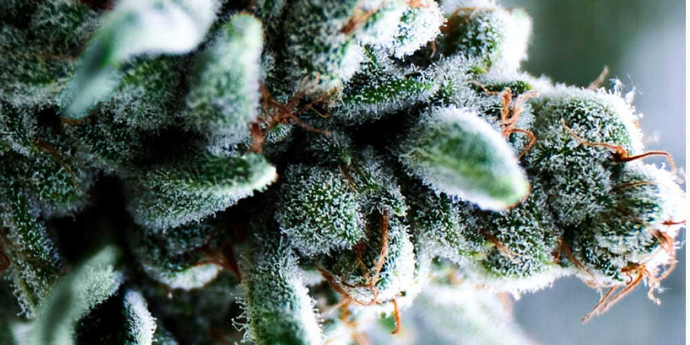 Super Boof Weed Strain Colorful cannabis buds of Super Boof Weed Strain showing green, purple, and orange tones