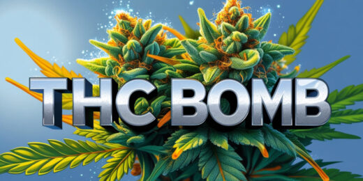 THC Bomb Weed Strain
