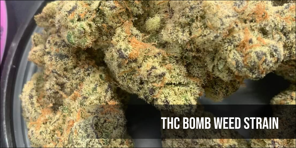 THC Bomb Weed strain A person relaxing and enjoying the calming effects of THC Bomb Weed Strain