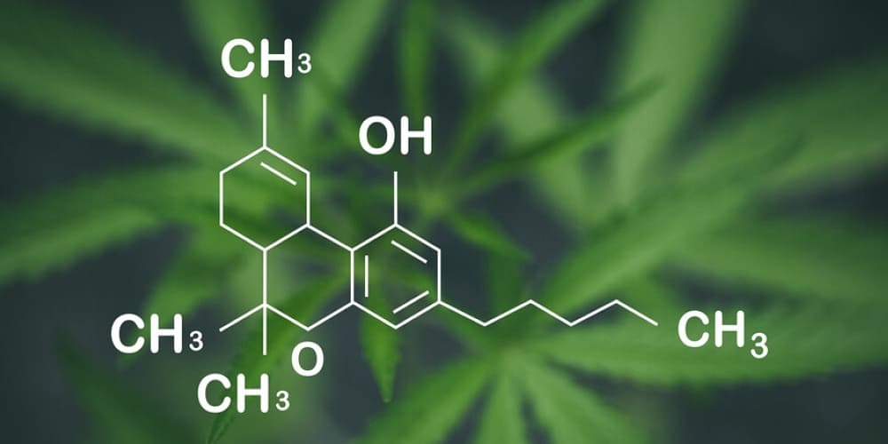 What is THCV and why is a it called fitness cannabinoid? THCV oil bottle next to dumbbells and water bottle