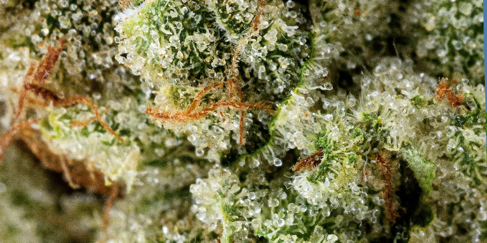 What Strain is Hash Burger? What strain is Hash burger