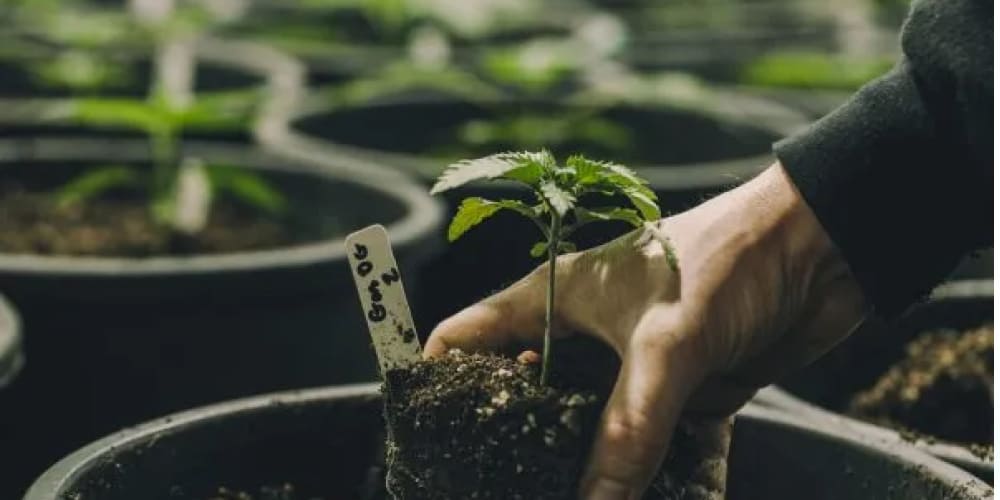 What Is Veganic Weed? Indoor veganic weed garden with LED lighting and organic airflow