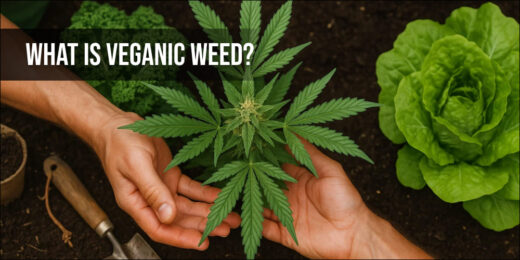 What Is Veganic Weed