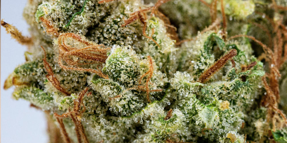 TOP 10 Best Candy Strains in California Candy Strain cannabis glowing in natural sunlight