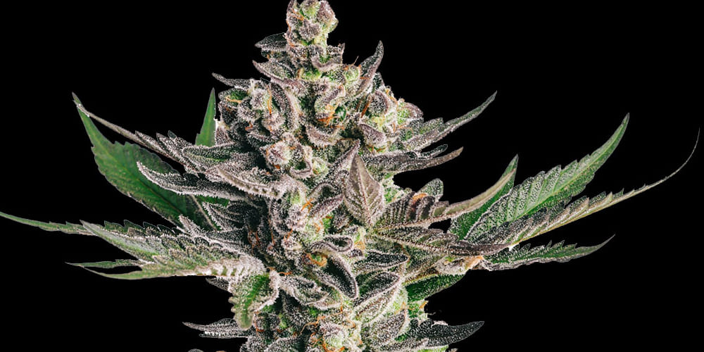 Grapes and Cream Strain Grapes and Cream strain