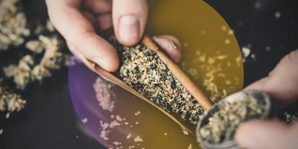 Are Blunts Harsher Than Joints? Hands rolling a cannabis joint with unbleached rolling paper