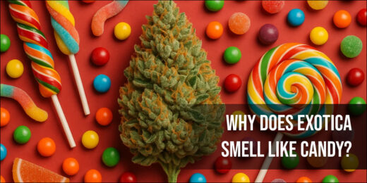 why does exotica smell like candy