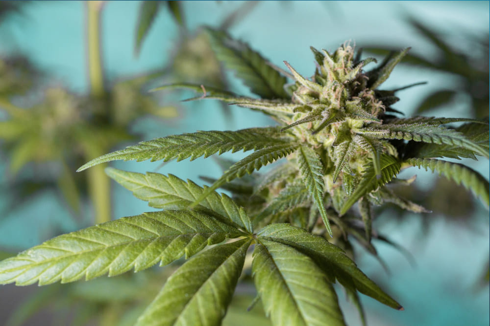 Ape Premium Strains for Sleep: Which One’s Best? Mature cannabis bud from an Ape Premium Strain growing outdoors