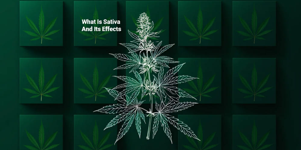 What Is Sativa And Its Effects? what is sativa and its effects