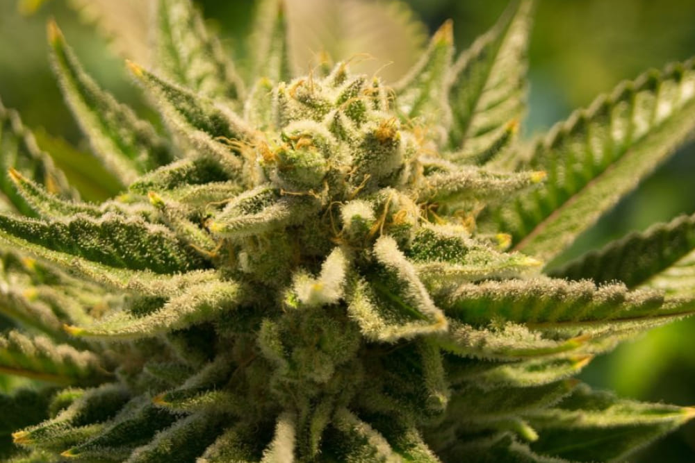 Why one strain can work differently in two people? Why one strain can work differently in two people