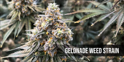 Gelonade Weed Strain