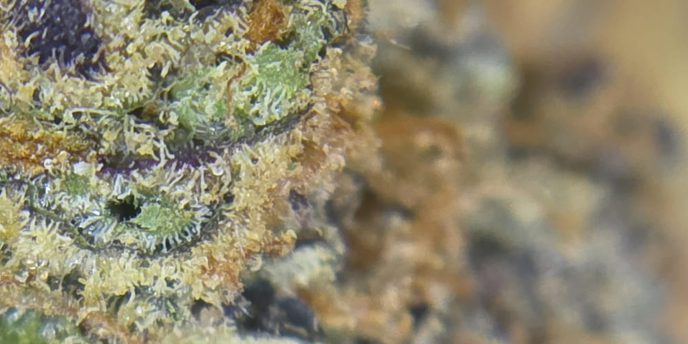 Gelonade Weed Strain Close-up of Gelonade weed strain showing visible trichomes and terpene glands