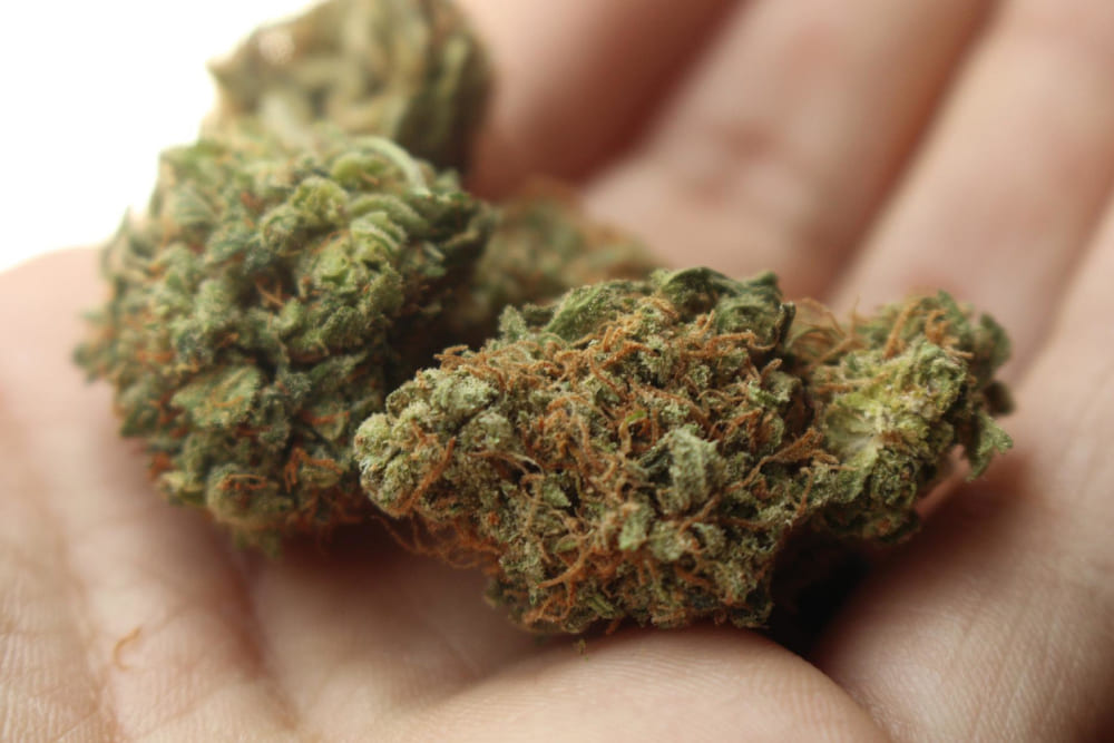 Ape Premium Strains for Sleep: Which One’s Best? Close-up of a hand holding a dense cannabis bud from Ape Premium Strains