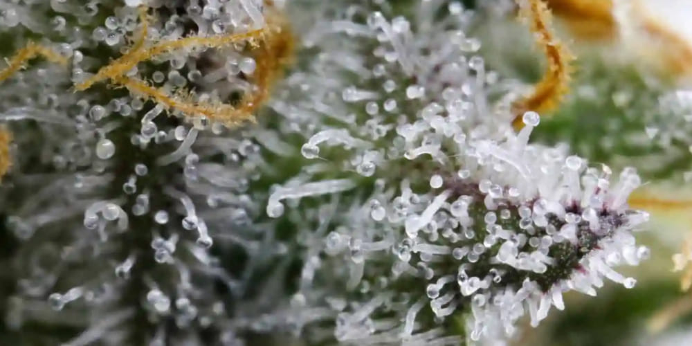 Gelonade Weed Strain Gelonade Weed Strain