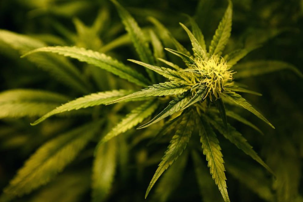 Why one strain can work differently in two people? Visualization of the endocannabinoid system inside the human body.