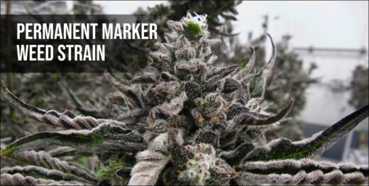 Permanent Marker weed strain