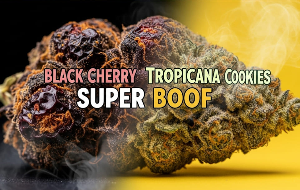 Super Boof weed strain Super Boof Weed Strain