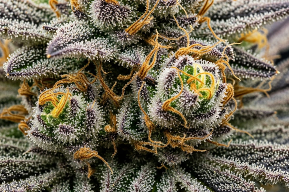 Super Boof weed strain An artistic, photorealistic representation of abstract citrus, earthy, and spicy elements swirling around a central, implied cannabis form, illustrating the complex terpene profile of Super Boof.