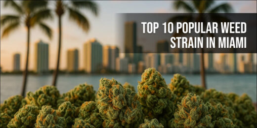 Top 10 Popular Weed Strains in Maiami