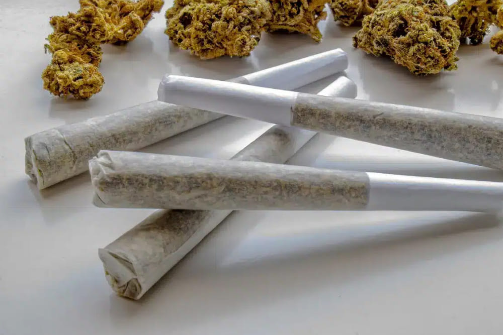 Ape Premium Pre-rolls: Smooth, Strong, and Stylish Premium ground cannabis being packed into a pre-roll