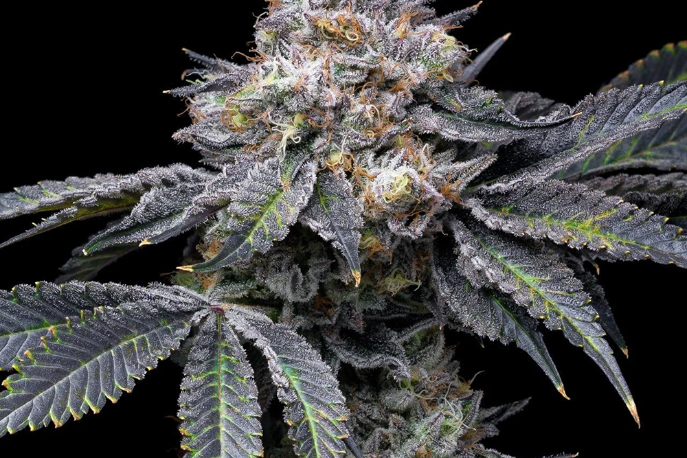 Permanent Marker Weed Strain Flowering Permanent Marker cannabis plant with purple hues and crystal trichomes