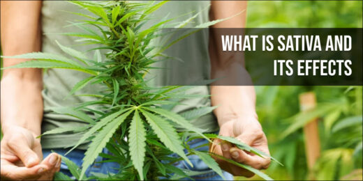 what is sativa and its effects