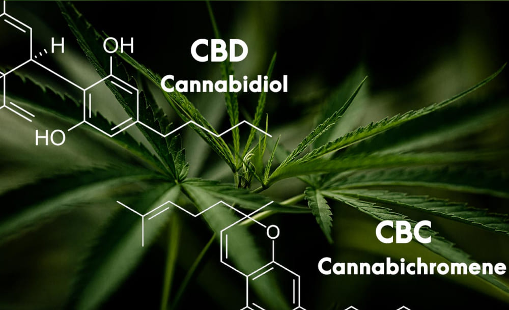 What Is CBC and How Is It Different from CBD? Cannabis plant in the background with superimposed chemical structures of both CBD and CBC.