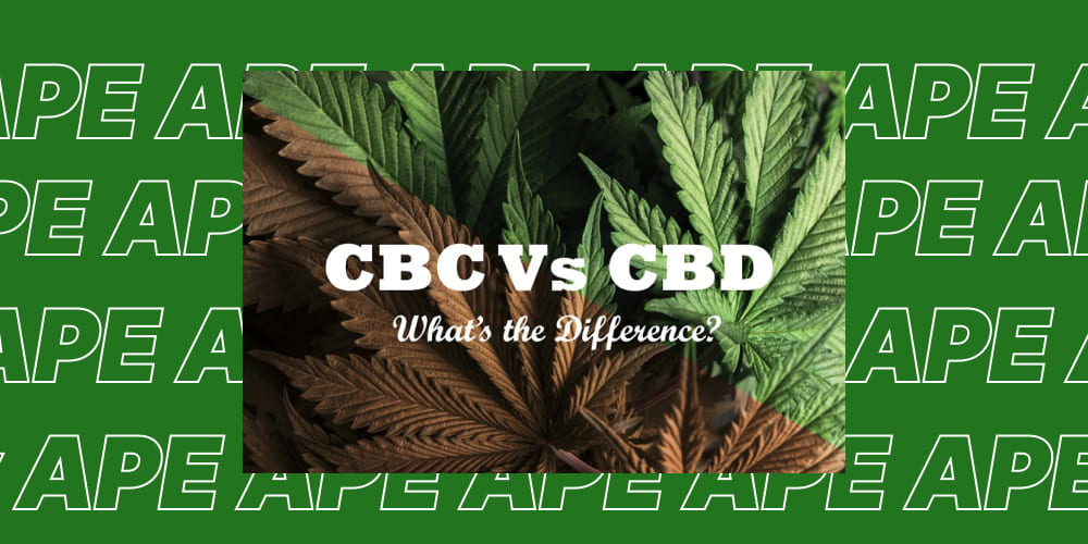 What Is CBC and How Is It Different from CBD? Two halves of a cannabis leaf, one green and one brown, with "CBC vs CBD What's the Difference?" text.