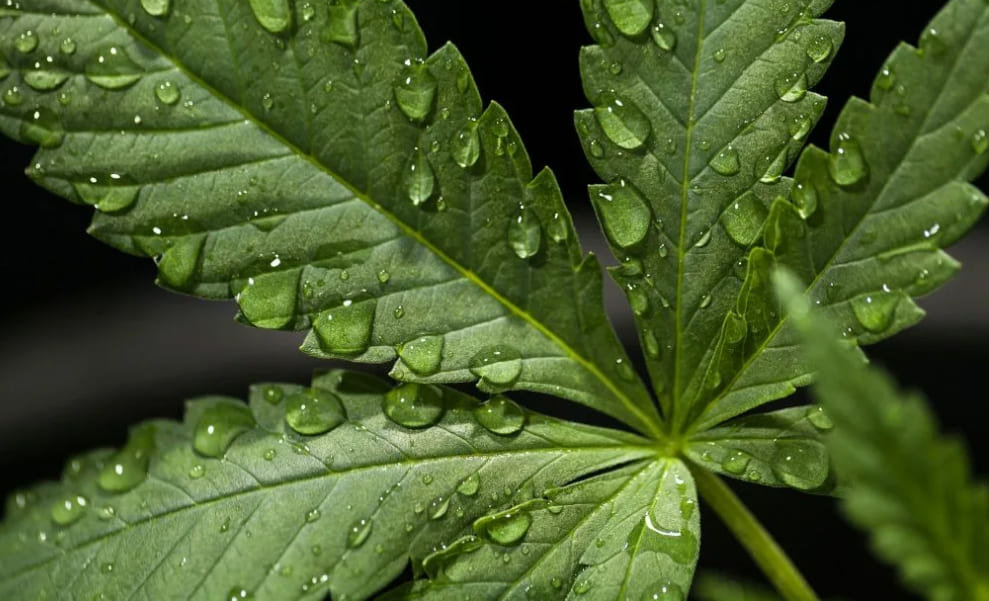 Is it possible to distinguish varieties by smell and appearance? A close-up of a green cannabis leaf covered in numerous clear water droplets, with a dark, blurred background.