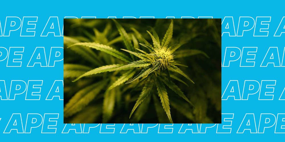 Strawberry Diesel weed strain