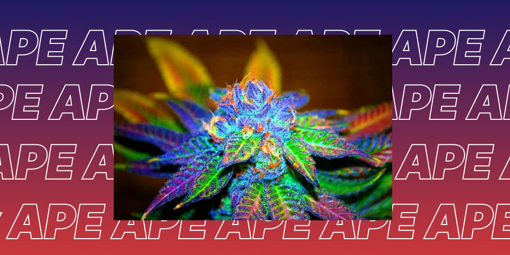 Is it possible to distinguish varieties by smell and appearance? A close-up of a vibrant, multi-colored cannabis bud with bright blue, purple, green, and orange hues, framed by a patterned background with the word "APE" repeated.